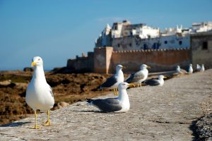 Read more about the article Essaouira day trip from Marrakech